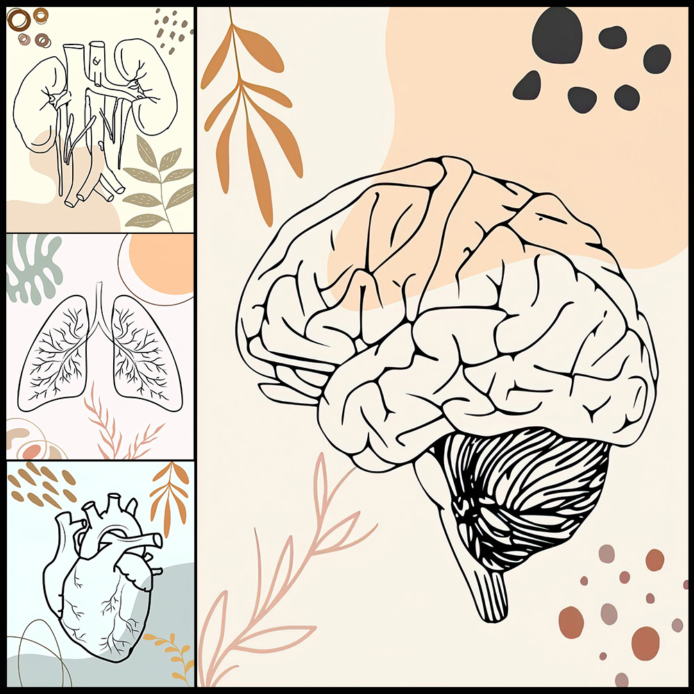 Menschliche Anatomie Wissensch – Science Nursery Bewertung und Preis